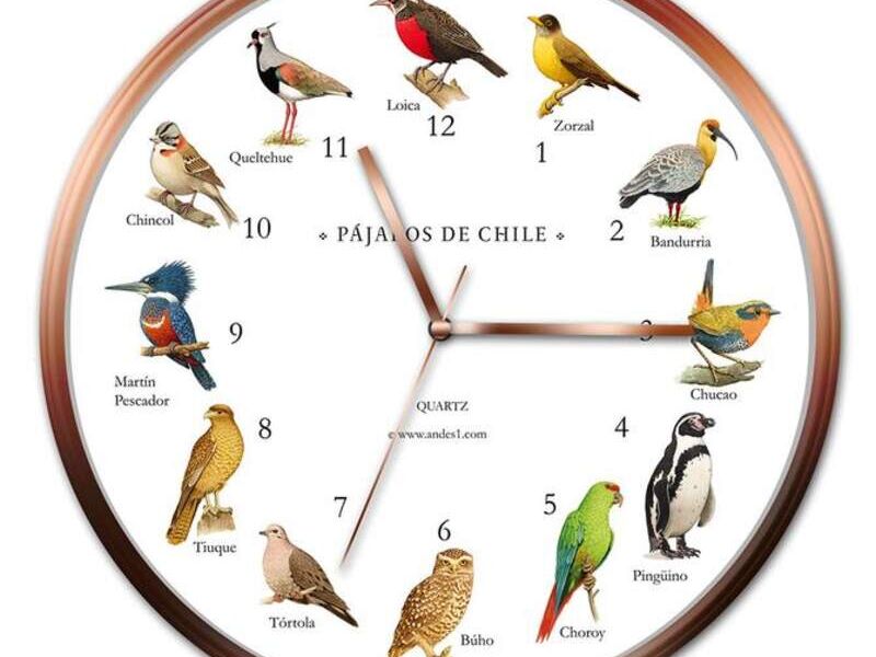  Reloj Pájaros de Chile